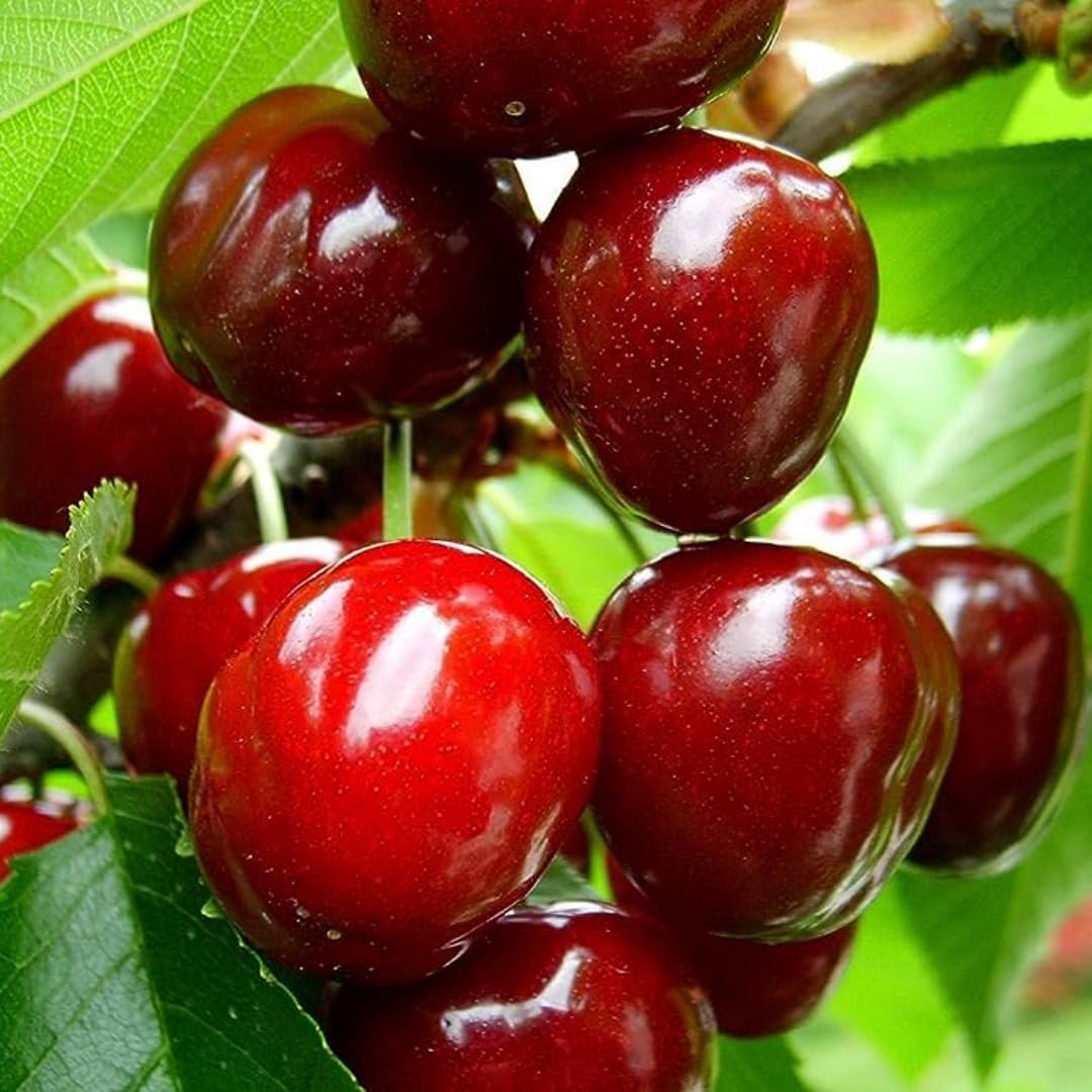 🔥Hot Sale 🔥Prunus avium - Cherry Tree Seeds 30 Pcs