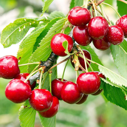 🔥Hot Sale 🔥Prunus avium - Cherry Tree Seeds 30 Pcs